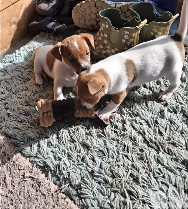 jack russel puppy 0