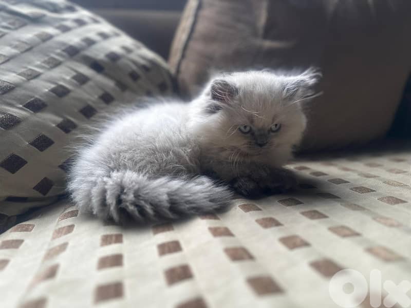 Blue eyed female himalayan kitten 0
