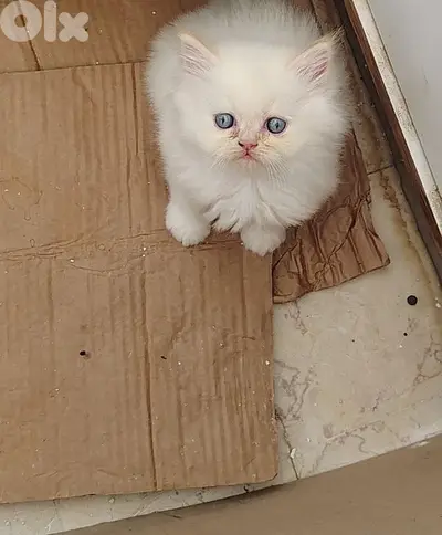 Himalayan Fluffy Long furr Kitten