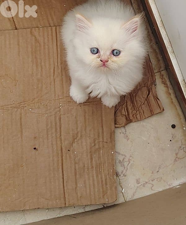 Himalayan Fluffy Long furr Kitten 0
