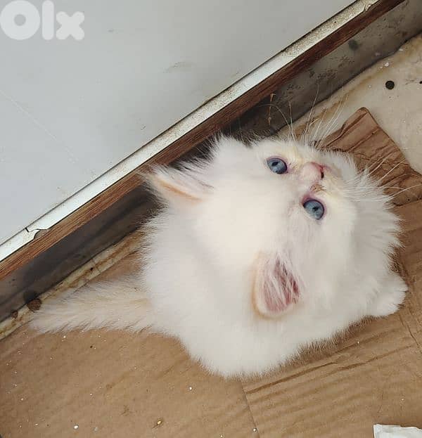 Himalayan Fluffy Long furr Kitten 2