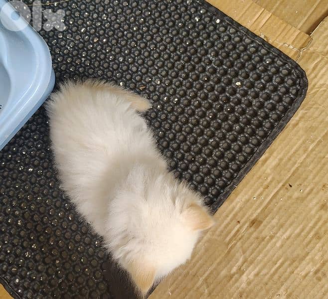 Himalayan Fluffy Long furr Kitten 3