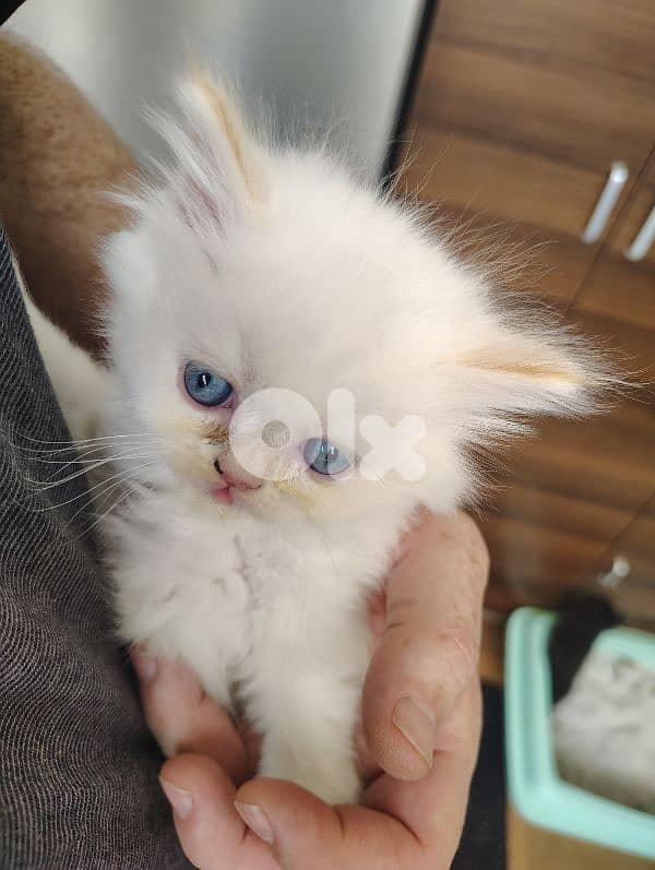 Himalayan Fluffy Long furr Kitten 4