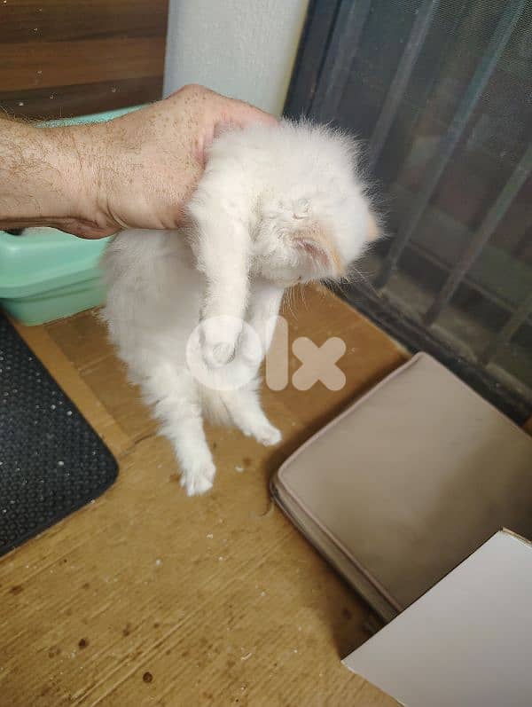 Himalayan Fluffy Long furr Kitten 5