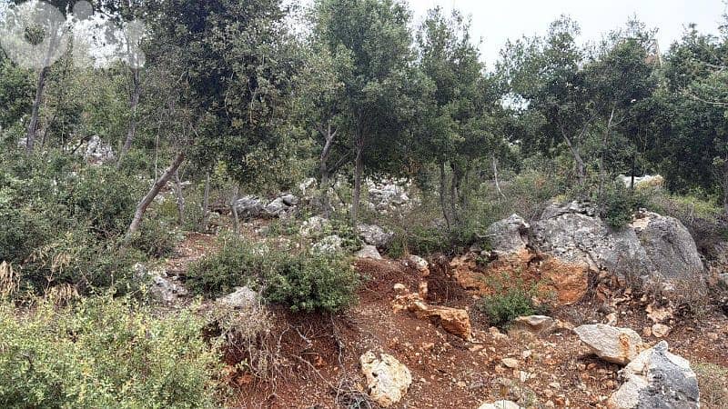Land for sale in Assia Batroun below market price 1