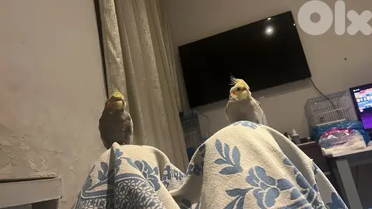 super tamed cockatiel 130$