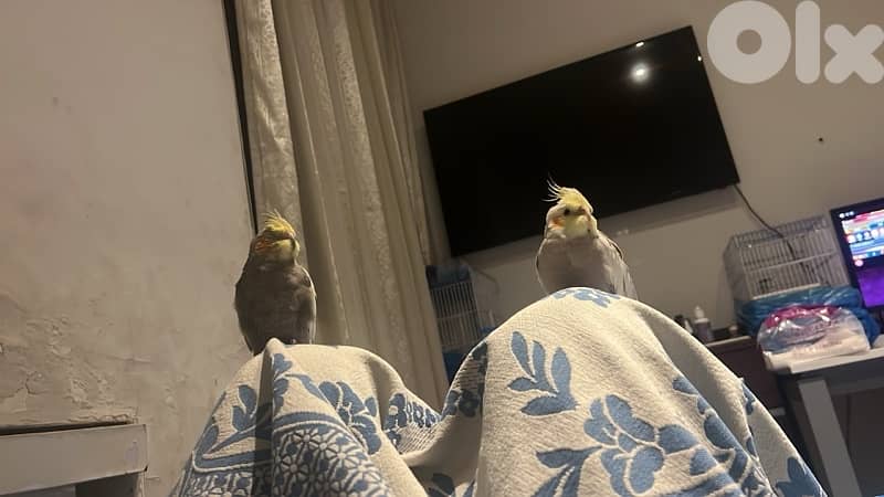 super tamed cockatiel 140$ 0