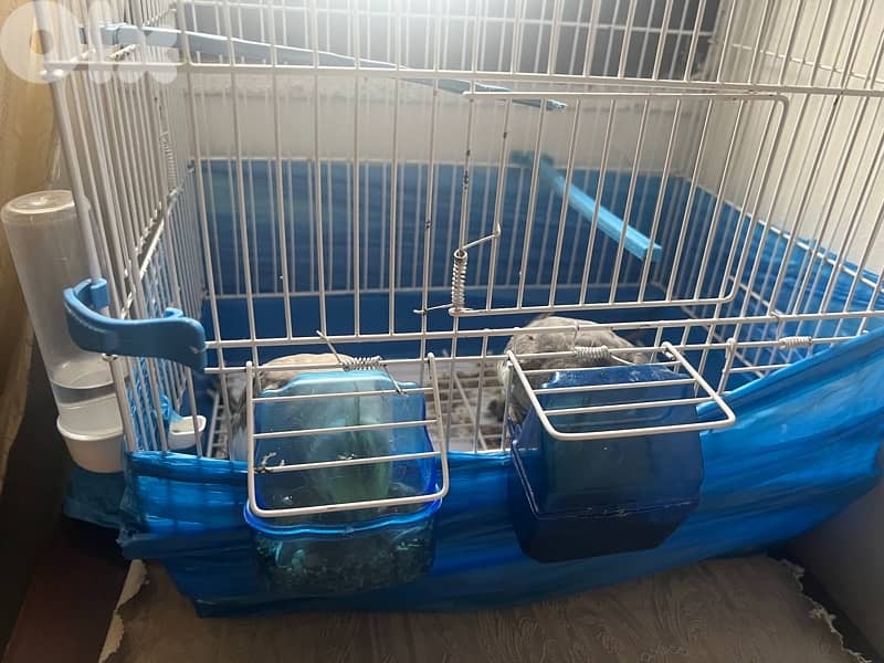 super tamed cockatiel 140$ 1