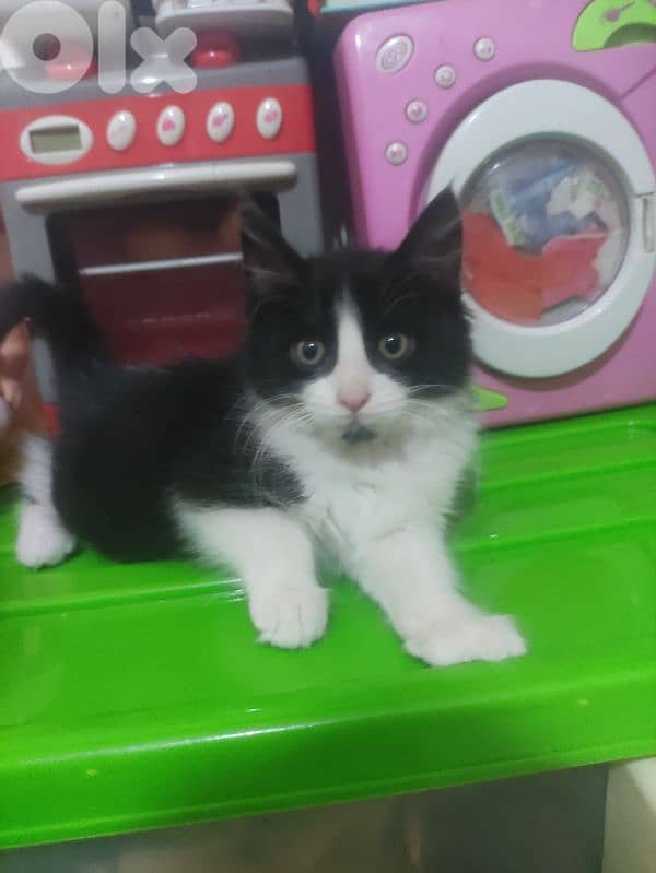 tuxedo kitten very clean 0