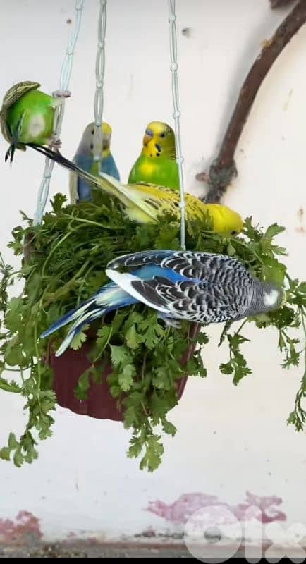 colorful birds 1 for 0