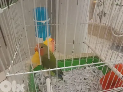 love birds