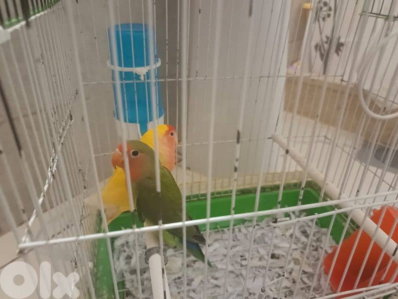 love birds 0