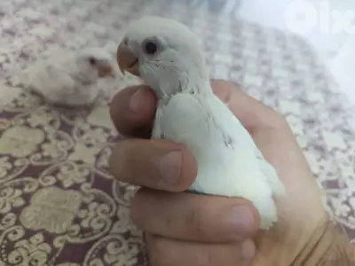 روز للتزقيم