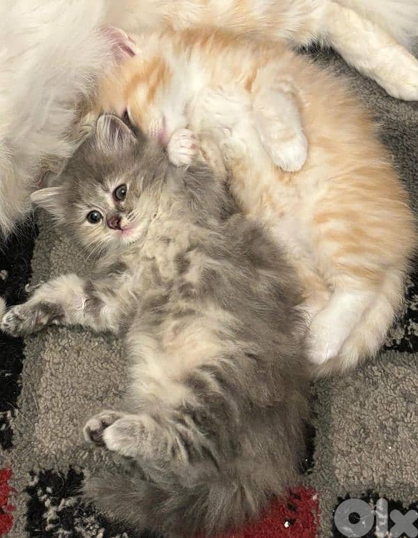 persian mix kitten 0