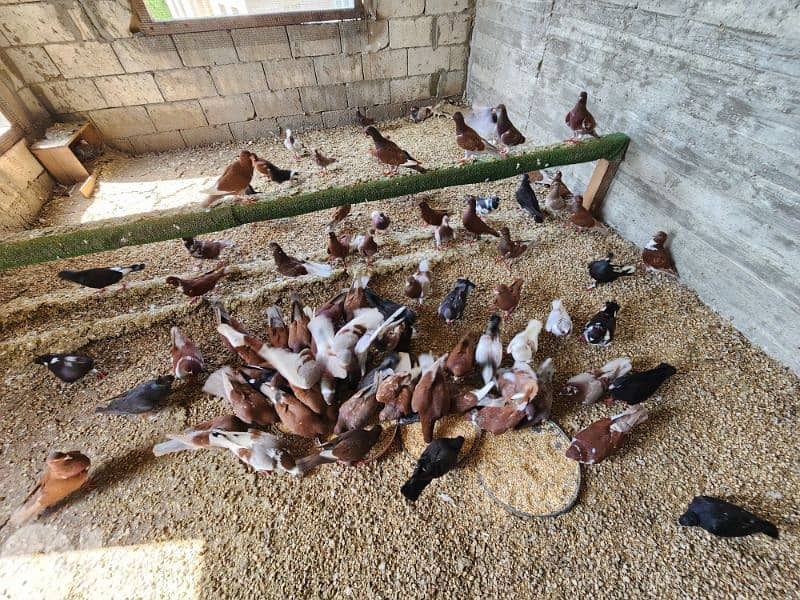 pigeons حمام 0