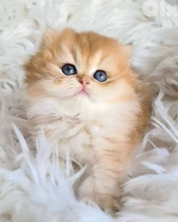 gold kitten whtsp  70485808 0