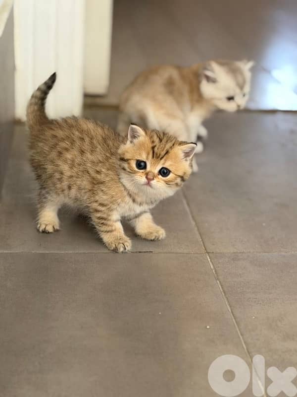 gold kitten whtsp  70485808 5
