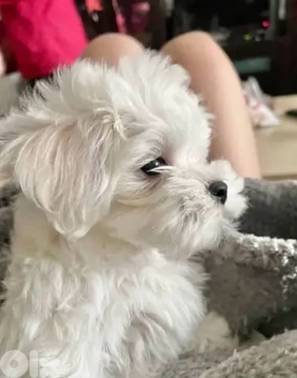 Cute & small Bichon puppies available 0