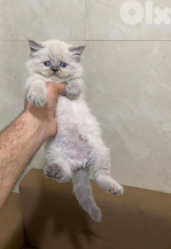Himalayan 0