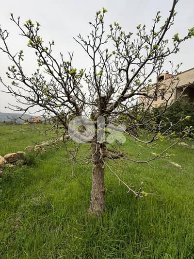 Land for sale in Mrouj أرض للبيع في مروج