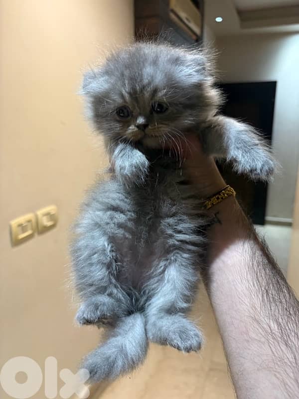 scottich highland - persian kitten 0