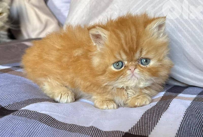 4 kittens for sale 0