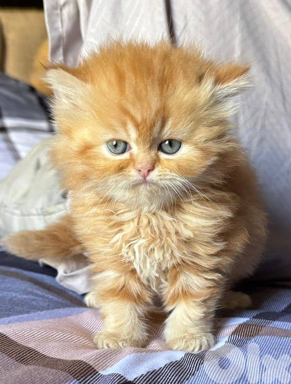 4 kittens for sale 7