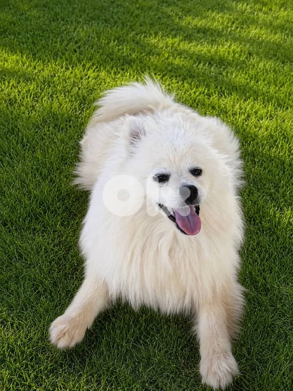pomeranian 6 months female 0