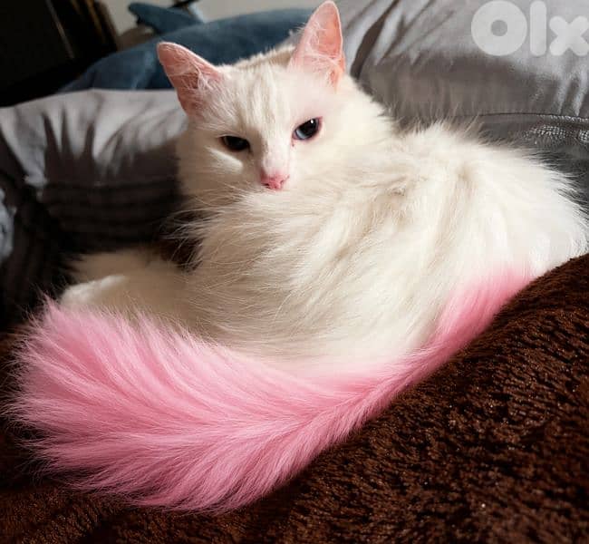 pinky is looking for a loving home 0