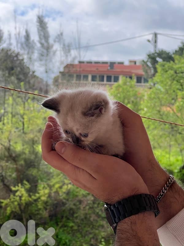 2 cats himalayan age 3 months 0