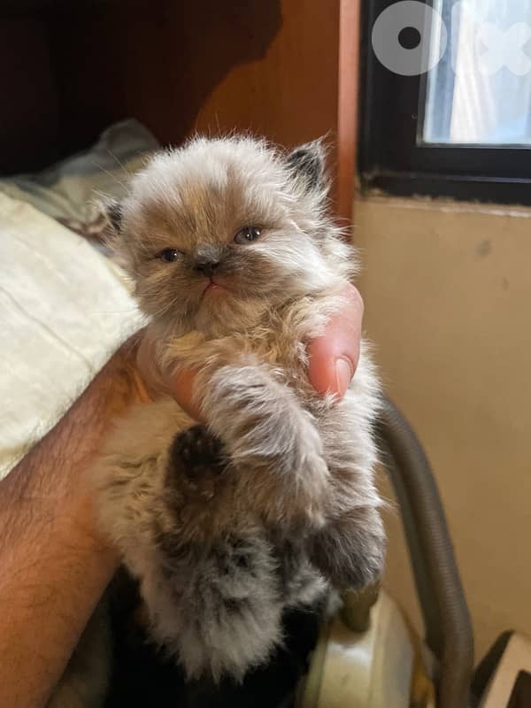 Persian and Himalayan kitten-new Born-House Raised 2