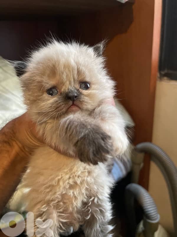 Persian and Himalayan kitten-new Born-House Raised 1
