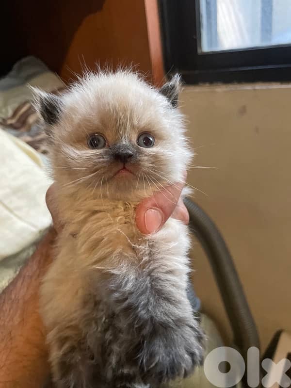 Persian and Himalayan kitten-new Born-House Raised 3