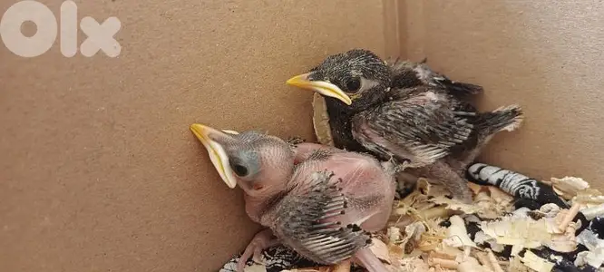 فراخ مينا mynah