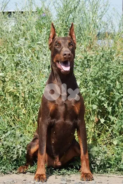 doberman