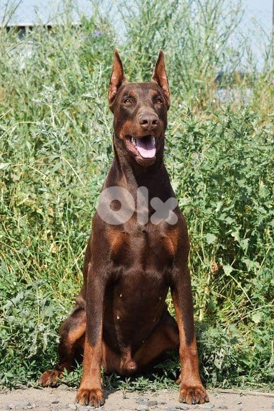 doberman 0