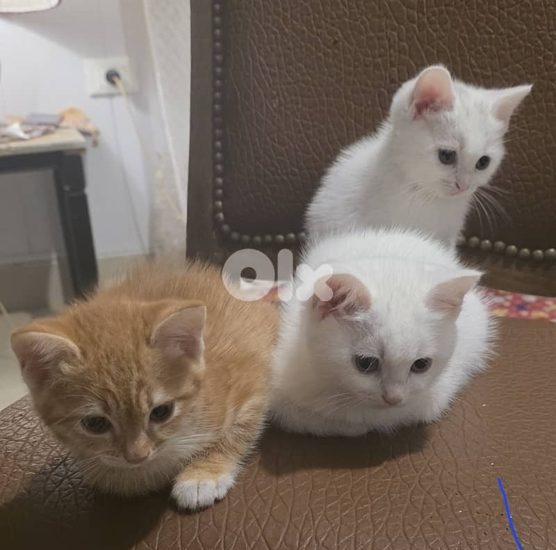 ADOPTION - kittens/cats 0