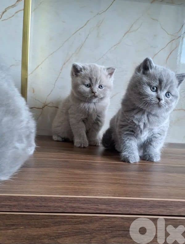 British shorthair & Scottish fold kittens for Sale 5
