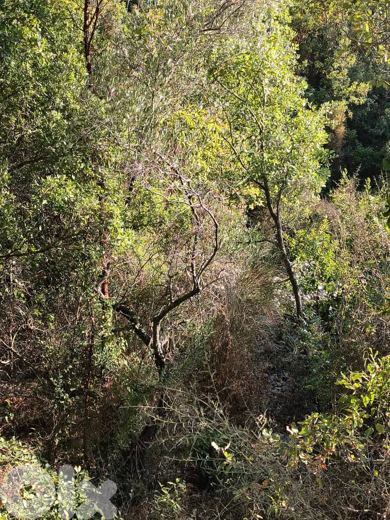 Spacious Land for Sale in Kfarhatna, Batroun - 2,085 sqm 0