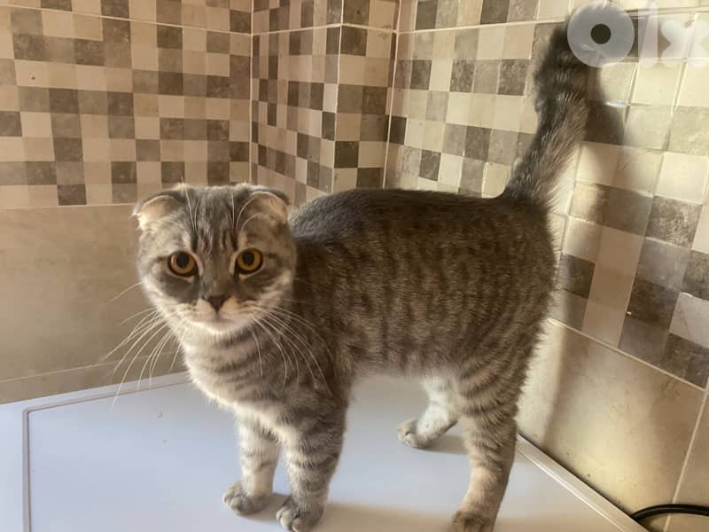 Cat for sale 0
