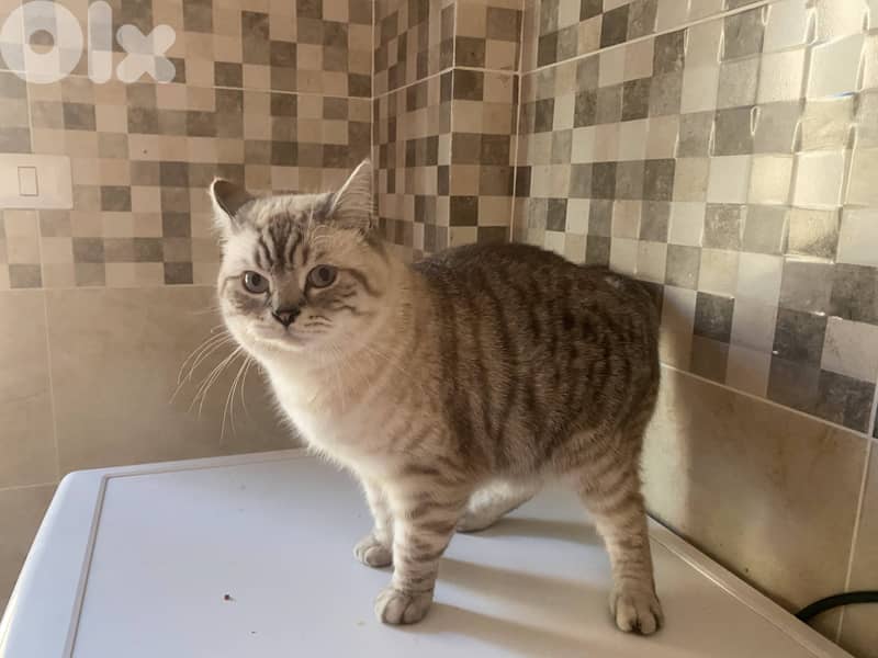 Cat for sale 1