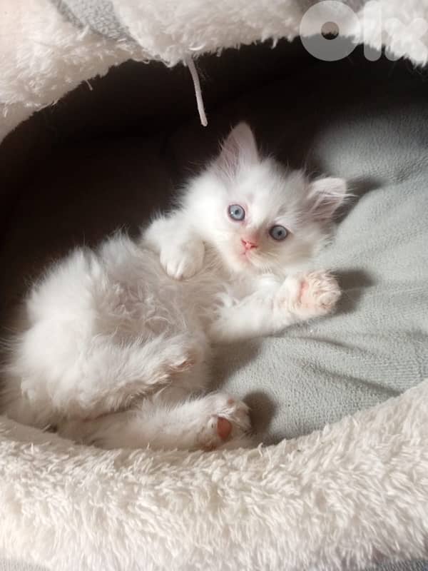 mixed persian with British short hair kittens for sale 0