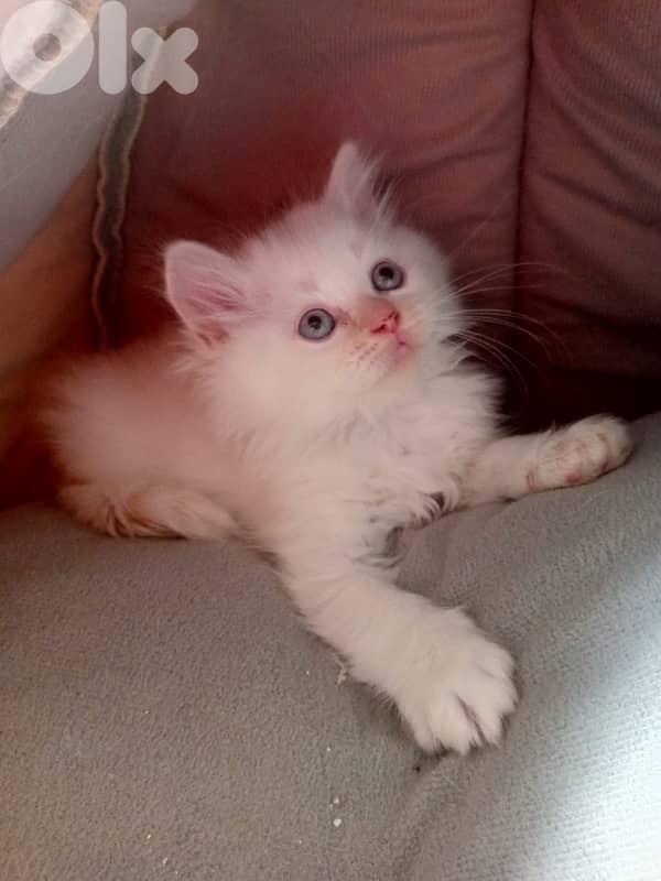 mixed persian with British short hair kittens for sale 1