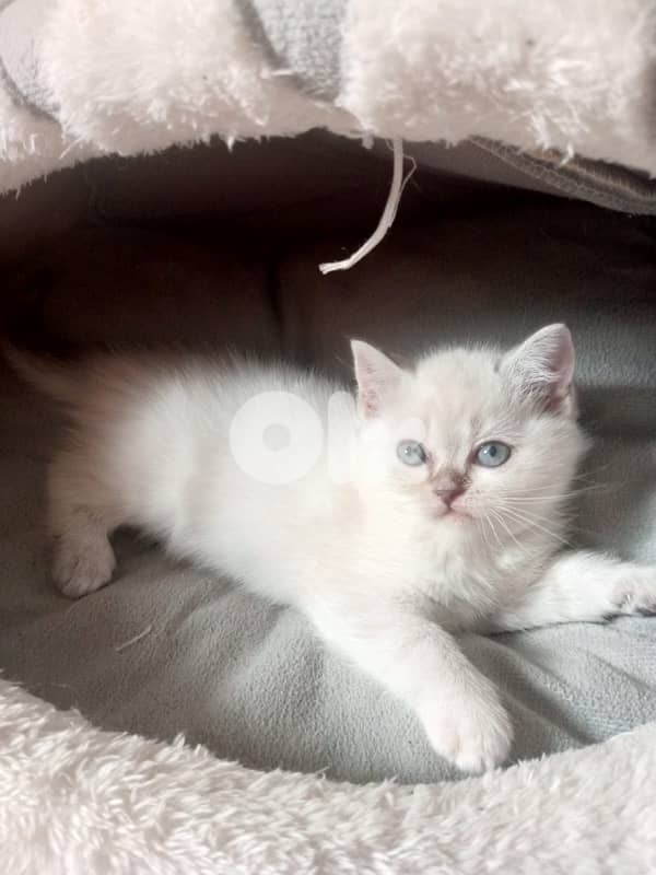 mixed persian with British short hair kittens for sale 3