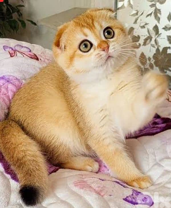 golden chinchella 0