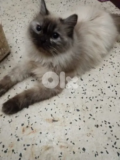 همالايا خوات  عمرن ٣  شهور