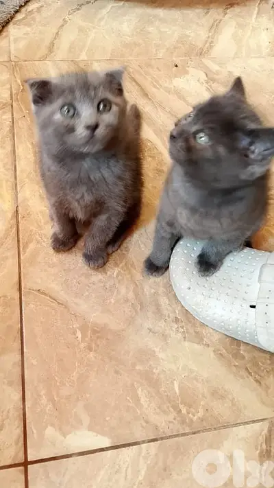 scottish  fold & siyamise  kitten