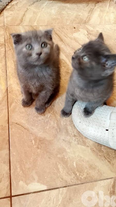 scottish  fold & siyamise  kitten 0