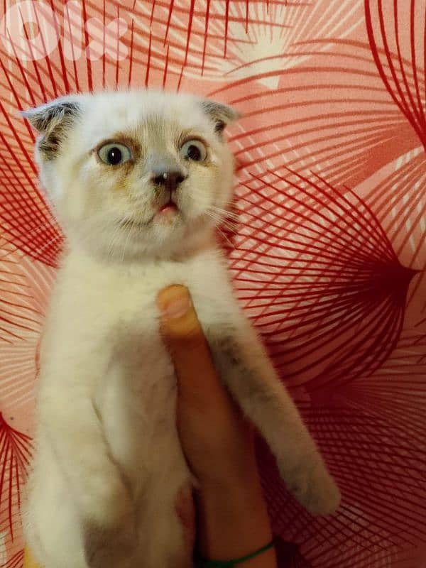 scottish  fold & siyamise  kitten 1