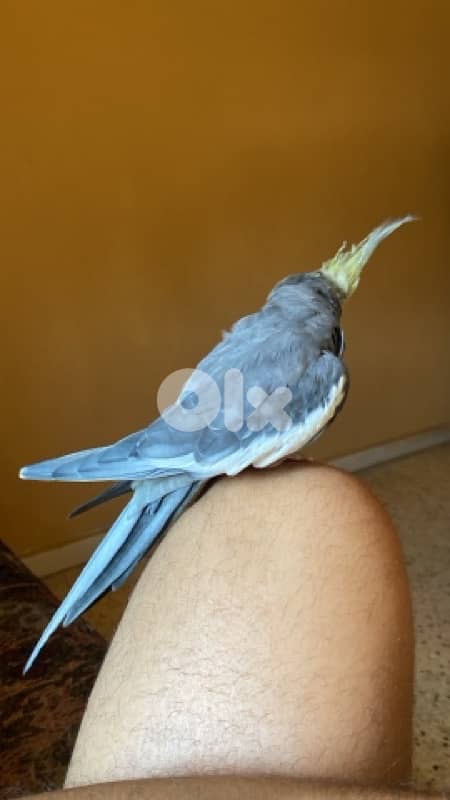 super tamed cockatiel 0